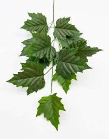 картинка Ветка клена зеленая от магазина KALINA