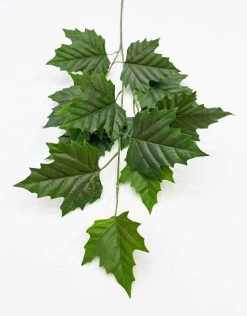 картинка Ветка клена зеленая от магазина KALINA