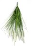 картинка Пеннисетум (Лисий хвост) 90 см 15 веток от магазина KALINA