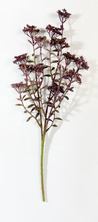 Ветка Валерианы фиолет