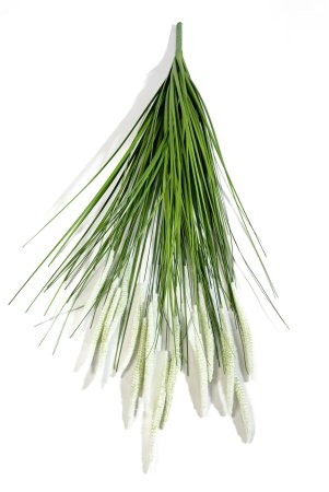 картинка Пеннисетум (Лисий хвост) 90 см 15 веток от магазина KALINA