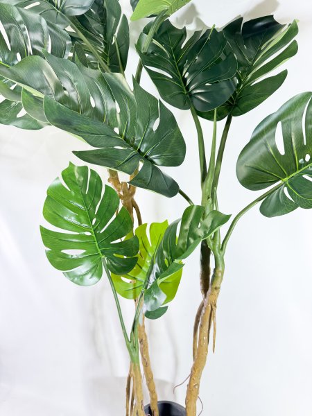 Куст монстеры крупнолистной 180 см БЕЗ КАШПО