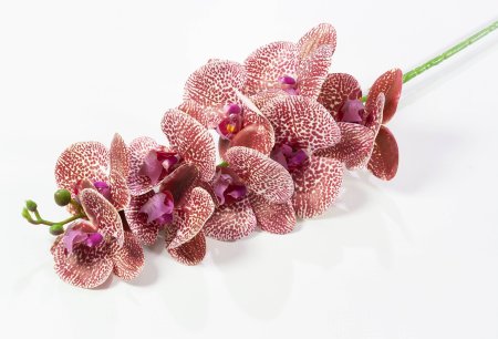 Ветка орхидеи 9