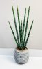 Сансевиерия цилиндрик 50 см