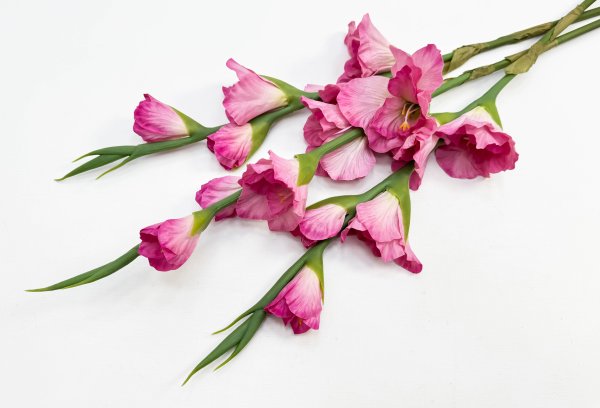 Гладиолус "Цветочный калейдоскоп" розовый