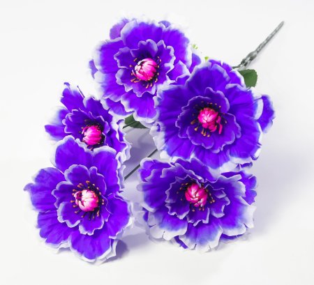 Георгин "Августа" 5 цветков