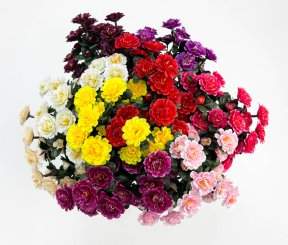 Азалия 24 цветка 12 бутонов