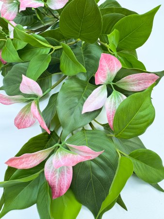 Муссенда розовая