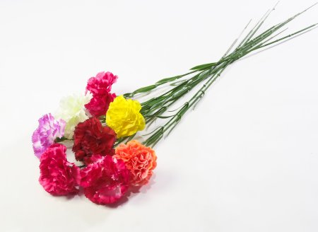 Гвоздика высокая