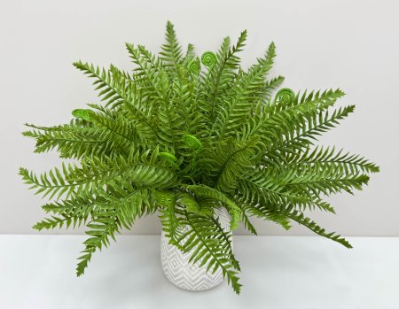 картинка Папоротник "Бостонский" 18 листов от магазина KALINA