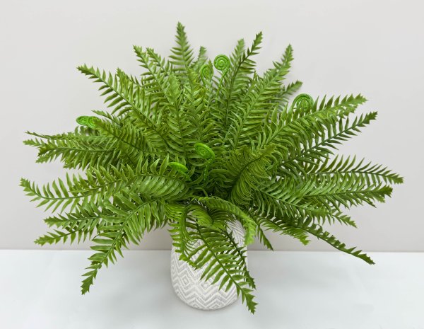 картинка Папоротник "Бостонский" 18 листов от магазина KALINA