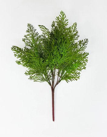 картинка Туя Зебрина светлая от магазина KALINA