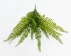 картинка Папоротник "Кучерявый" 14 листов от магазина KALINA