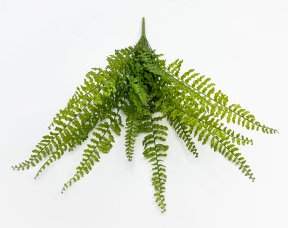 картинка Папоротник "Кучерявый" 14 листов от магазина KALINA