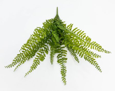 картинка Папоротник "Кучерявый" 14 листов от магазина KALINA