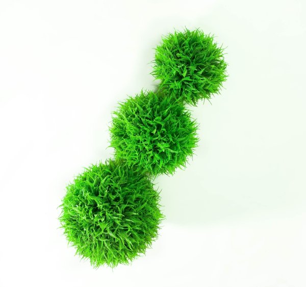 картинка Самшит Папоротник №3 от магазина KALINA