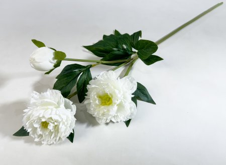 Ветка пиона "Феликс Суприм" молочный