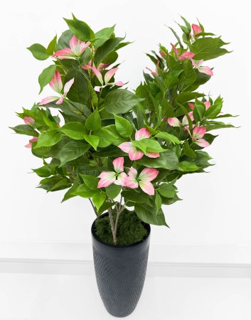 Муссенда розовая