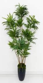 Драцена Кредо 12 крон 210 см БЕЗ КАШПО!!!