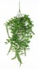 картинка Ампельная зелень Гранни от магазина KALINA
