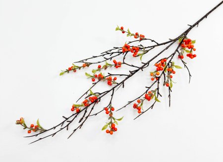 Облепиха большая