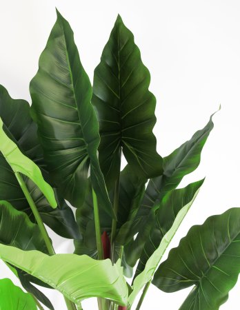 Куст Алоказии 160 см