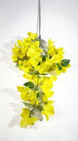 Бугенвиллея желтая