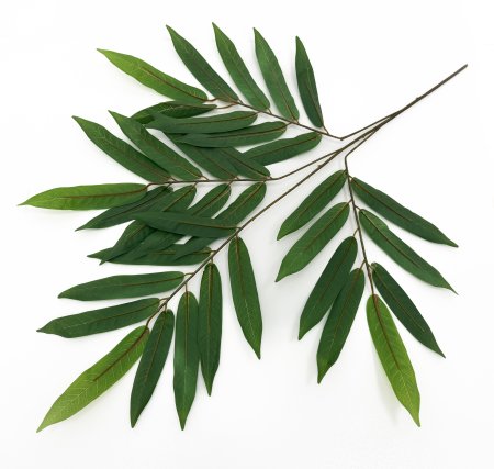 картинка Лист манго узкий 4 ветки от магазина KALINA