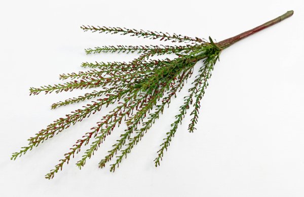 картинка Вереск "Эрика" осень от магазина KALINA