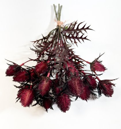 Эрингиум бордо