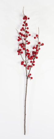 Ветка клюквы