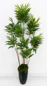 Драцена Кредо 8 крон 192 см БЕЗ КАШПО!!!