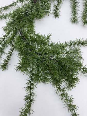 Лиана "Лиственница" 200 см