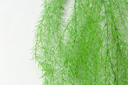 картинка Аспарагус 2 светлый от магазина KALINA