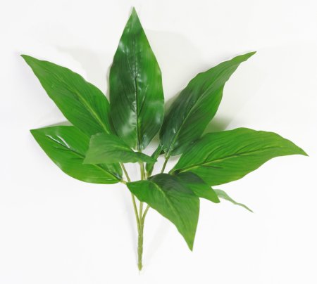 картинка Аглаонема зеленая от магазина KALINA