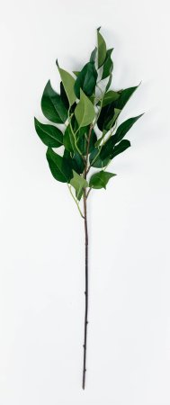 картинка Ветка фикуса "Эко-грин" от магазина KALINA