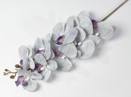 Ветка орхидеи Клеопатра 4