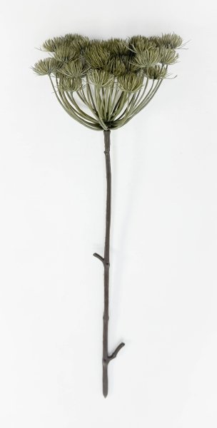 картинка Борщевик светло- болотный от магазина KALINA