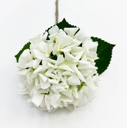 Гортензия «Молочный сорбет» 