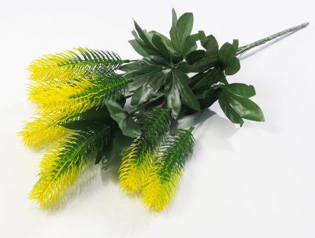 Ветка Хвоща  7 веток