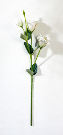 Эустома молочная