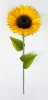 Подсолнух "Золотой август" 1 цветок