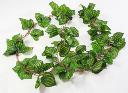 картинка Лиана хосты полосатой от магазина KALINA