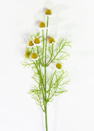Ветка ромашек