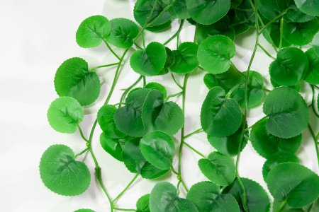 картинка Ампельная зелень с круглым листиком от магазина KALINA