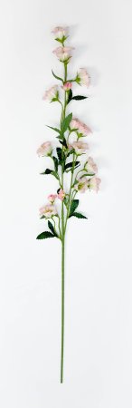 Кампанула розовая