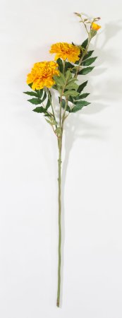 Шафран оранжевый