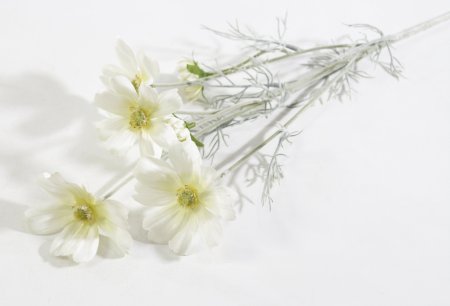 Ветка космеи белая