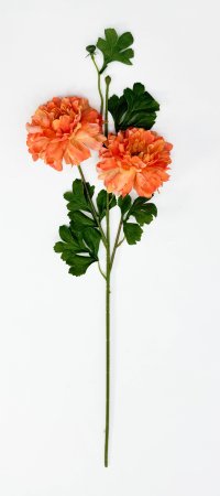 Георгин махровый оранжевый