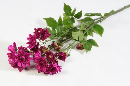 Ветка хризантемы кустовой византия